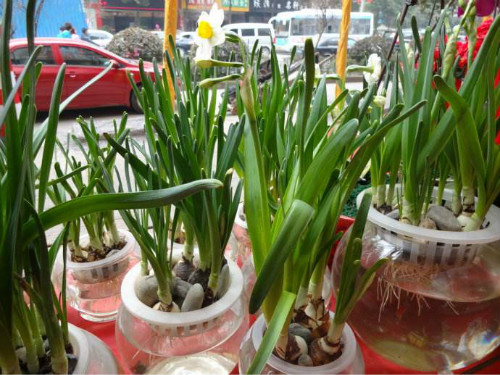 水仙花水培方法图解 水仙种球怎么保存 水仙水培好还是土培好