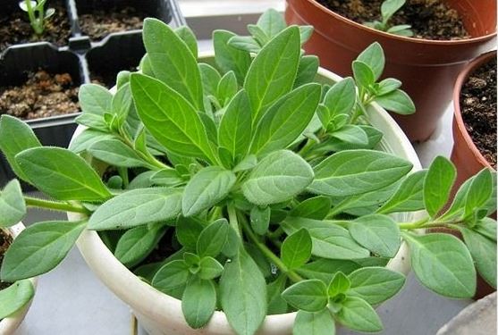 ��ǣţ�����ֲ���ܱ���������ֲ����ͼ ��ǣţ��Ǥ�巽��ͼ��