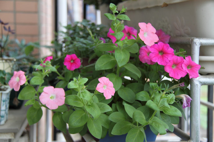 ��ǣţ�����ֲ���ܱ���������ֲ����ͼ ��ǣţ��Ǥ�巽��ͼ��