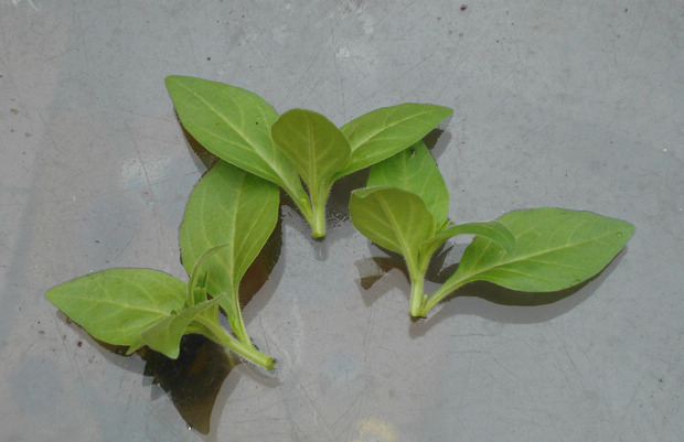 ��ǣţ�����ֲ���ܱ���������ֲ����ͼ ��ǣţ��Ǥ�巽��ͼ��