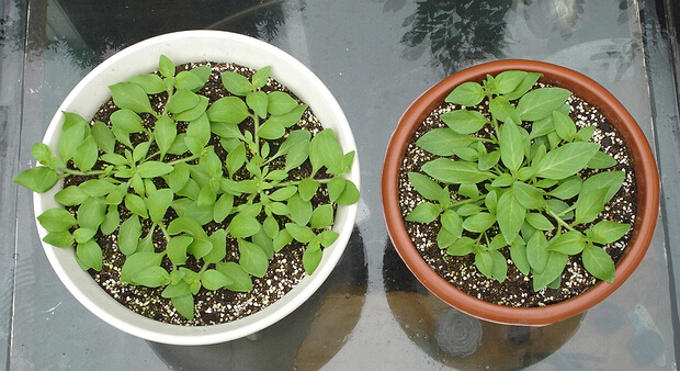 ��ǣţ�����ֲ���ܱ���������ֲ����ͼ ��ǣţ��Ǥ�巽��ͼ��