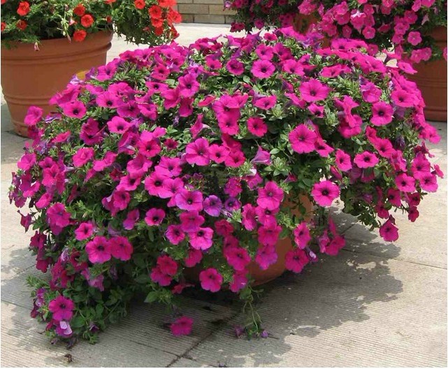 矮牵牛如何种植才能爆盆种子种植方法图 矮牵牛打顶扦插方法图解