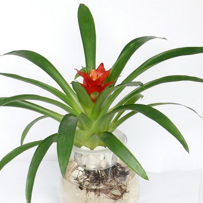 ˮ����滨����ֳ������ע������ ���滨�ķ�����ô��ֳ����ͼ��