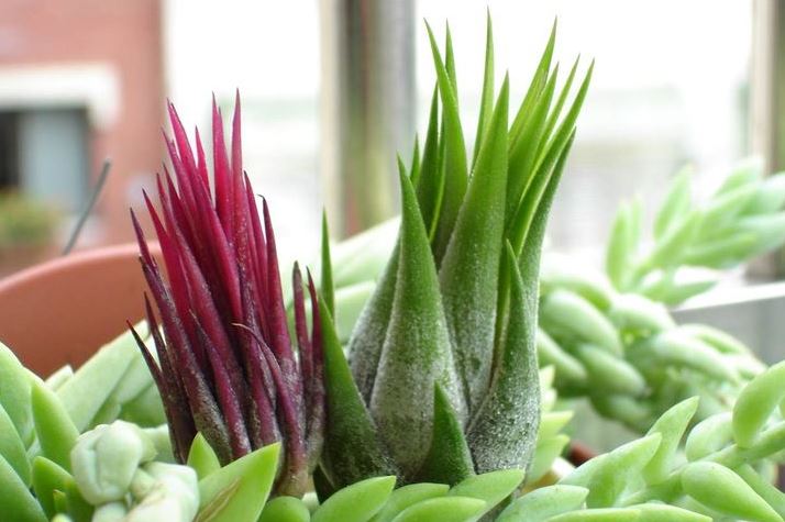 ˮ����滨����ֳ������ע������ ���滨�ķ�����ô��ֳ����ͼ��