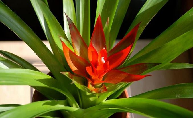 ˮ����滨����ֳ������ע������ ���滨�ķ�����ô��ֳ����ͼ��