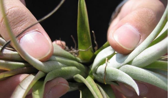 ˮ����滨����ֳ������ע������ ���滨�ķ�����ô��ֳ����ͼ��