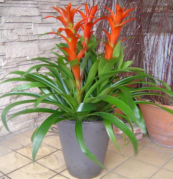 ˮ����滨����ֳ������ע������ ���滨�ķ�����ô��ֳ����ͼ��