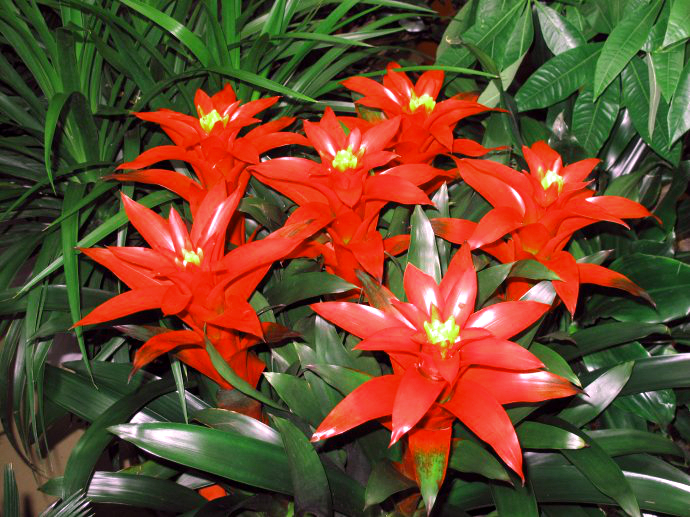 ˮ����滨����ֳ������ע������ ���滨�ķ�����ô��ֳ����ͼ��