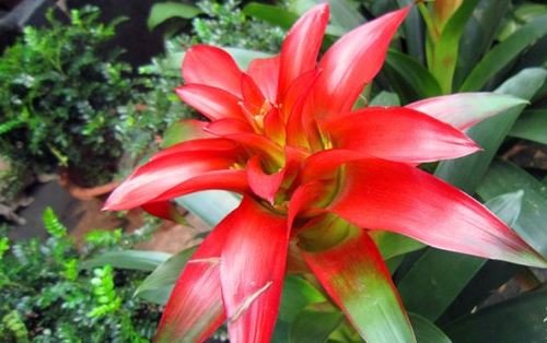 ���滨��ô��ˮ��ʲô���ϲ�������ô�� ���滨�۸�Ʒ��ͼƬ��ȫ