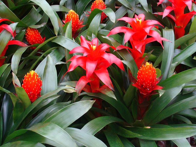 ���滨��ô��ˮ��ʲô���ϲ�������ô�� ���滨�۸�Ʒ��ͼƬ��ȫ