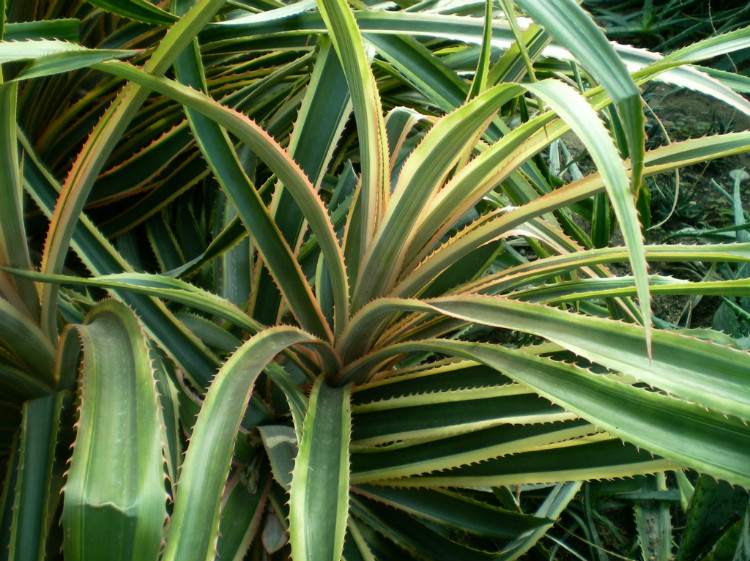 ���滨��ô��ˮ��ʲô���ϲ�������ô�� ���滨�۸�Ʒ��ͼƬ��ȫ