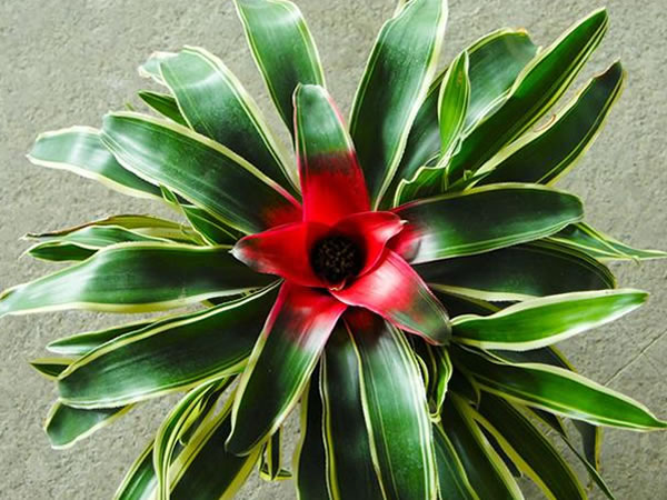 ���滨��ô��ˮ��ʲô���ϲ�������ô�� ���滨�۸�Ʒ��ͼƬ��ȫ