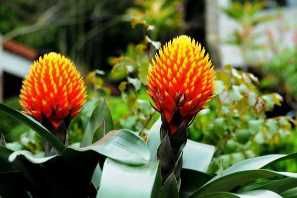 ���滨��ô��ˮ��ʲô���ϲ�������ô�� ���滨�۸�Ʒ��ͼƬ��ȫ