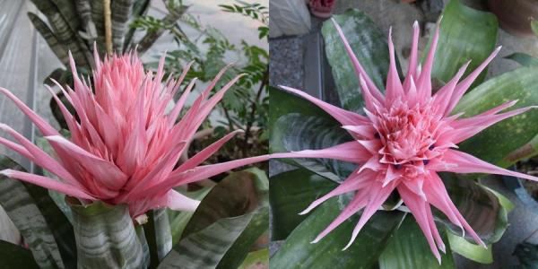 ���滨��ô��ˮ��ʲô���ϲ�������ô�� ���滨�۸�Ʒ��ͼƬ��ȫ