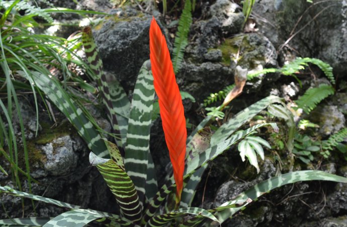 ���滨��ô��ˮ��ʲô���ϲ�������ô�� ���滨�۸�Ʒ��ͼƬ��ȫ