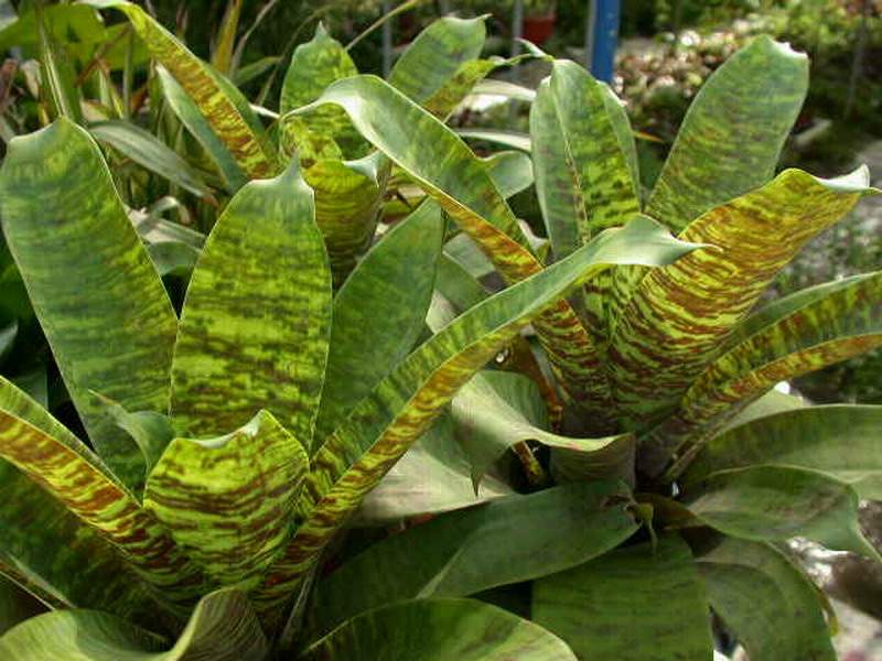 ���滨��ô��ˮ��ʲô���ϲ�������ô�� ���滨�۸�Ʒ��ͼƬ��ȫ