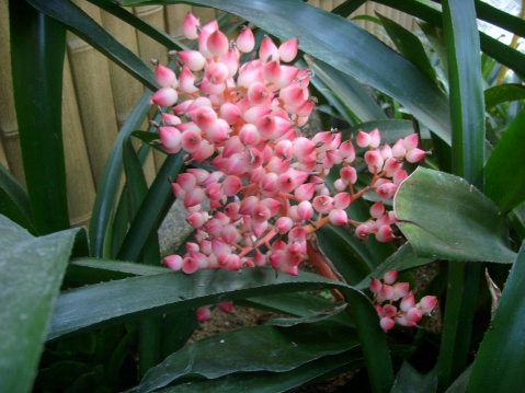 ���滨��ô��ˮ��ʲô���ϲ�������ô�� ���滨�۸�Ʒ��ͼƬ��ȫ