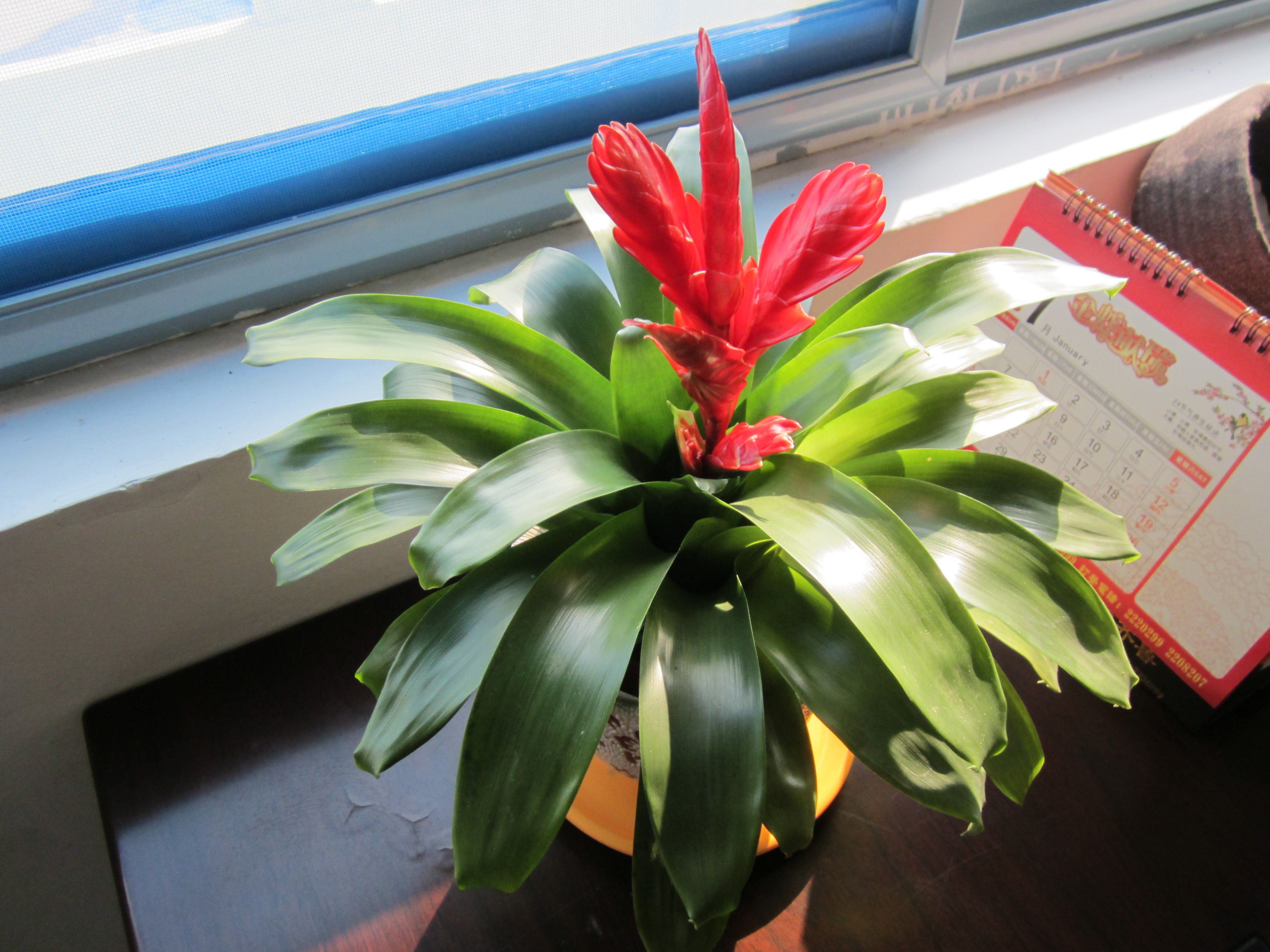 ���滨��ô��ˮ��ʲô���ϲ�������ô�� ���滨�۸�Ʒ��ͼƬ��ȫ