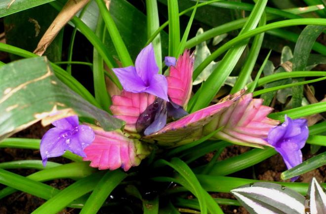 ���滨��ô��ˮ��ʲô���ϲ�������ô�� ���滨�۸�Ʒ��ͼƬ��ȫ