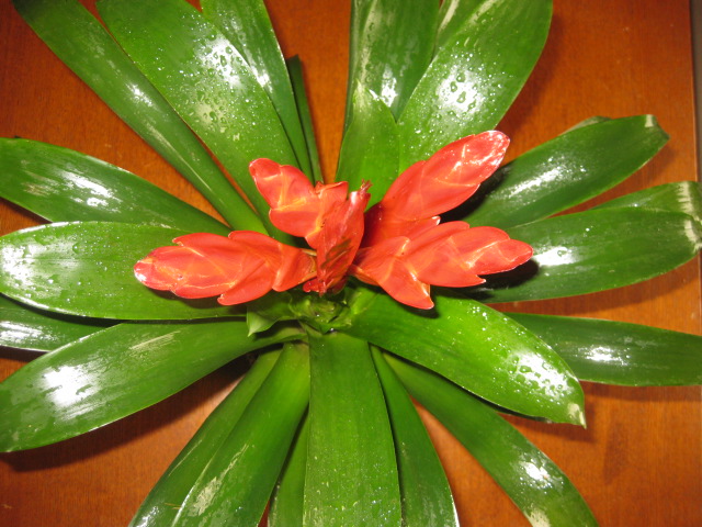 ���滨��ô��ˮ��ʲô���ϲ�������ô�� ���滨�۸�Ʒ��ͼƬ��ȫ