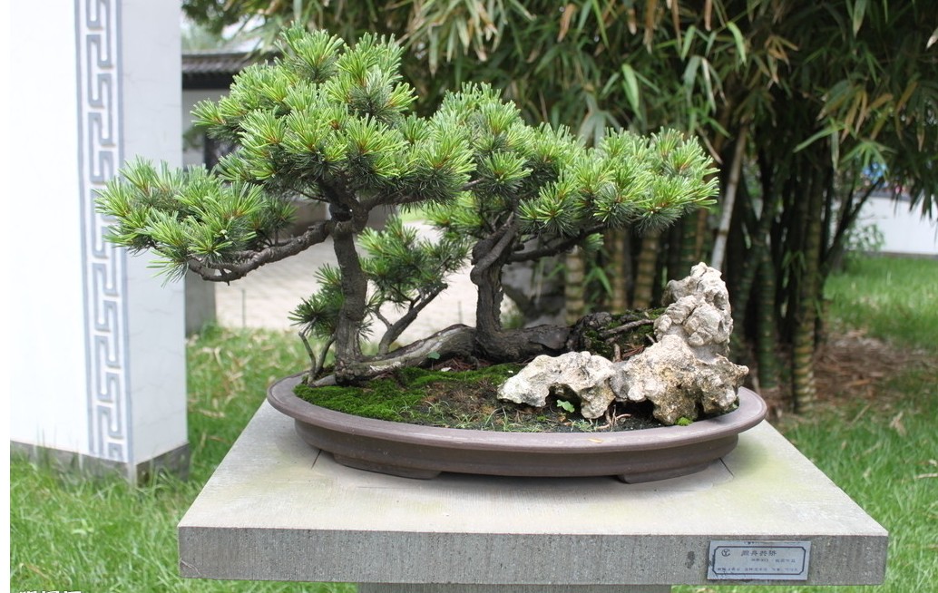 �����ɴ�Լ����Ǯ���������޼�ͼ�� �����ɵ���ֳ������ע������