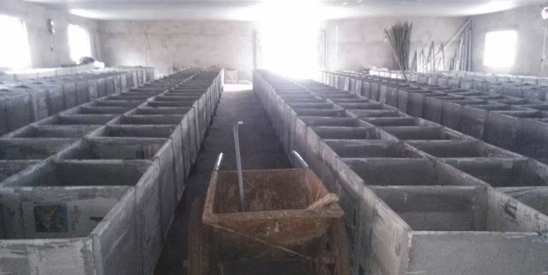 竹鼠跟老鼠有什么区别?竹鼠养殖场地建设图片