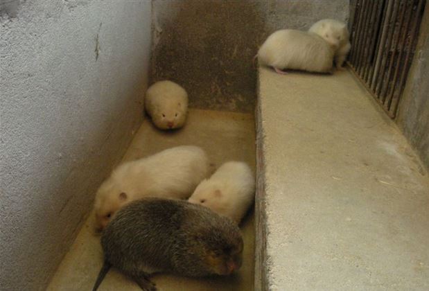 竹鼠跟老鼠有什么区别?竹鼠养殖场地建设图片