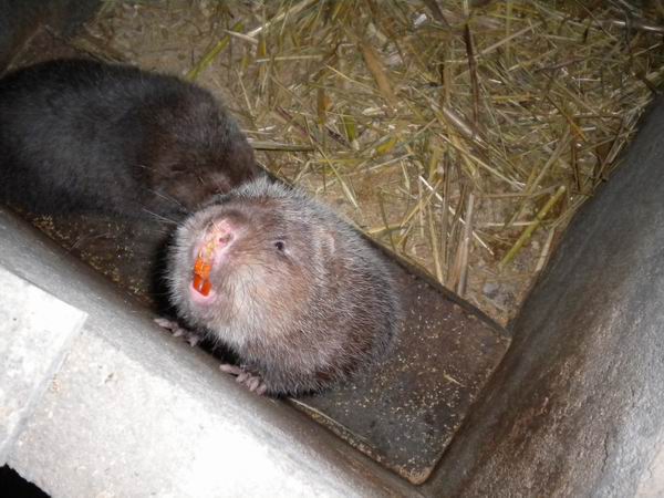 竹鼠跟老鼠有什么区别?竹鼠养殖场地建设图片