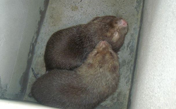 竹鼠跟老鼠有什么区别?竹鼠养殖场地建设图片