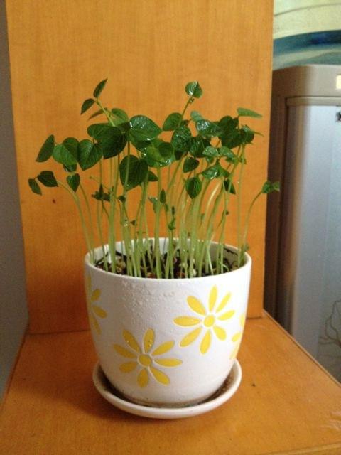 ����ˮ��춹��������Щͼ�� �춹��ôˮ��С����ˮ��ƿ��ô��