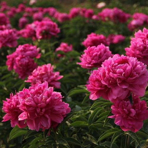 2017年芍药种子价格多少钱一斤 芍药一亩地能卖多少钱多少钱一棵