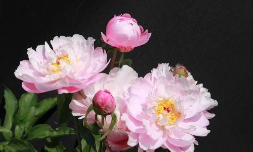 2017年芍药种子价格多少钱一斤 芍药一亩地能卖多少钱多少钱一棵