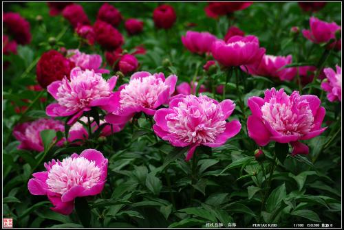 2017年芍药种子价格多少钱一斤 芍药一亩地能卖多少钱多少钱一棵