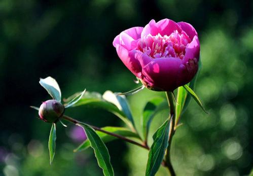 ��ҩ��������ô��ֲ��������ͼ�� ��ҩ�ʺ�ʲô������ֲ���