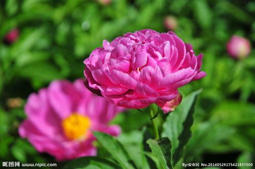 ��ҩ��������ô��ֲ��������ͼ�� ��ҩ�ʺ�ʲô������ֲ���