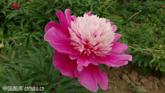 ��ҩ��������ô��ֲ��������ͼ�� ��ҩ�ʺ�ʲô������ֲ���