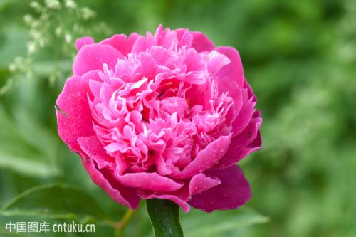 ��ҩ��������ô��ֲ��������ͼ�� ��ҩ�ʺ�ʲô������ֲ���