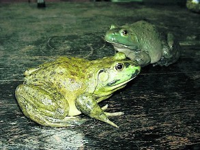 人工怎么饲养牛蛙才长得又大又肥具体养殖实用技术和管理要点介绍