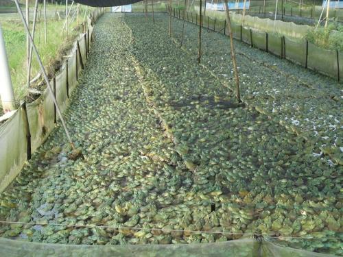 ˹ôţܲųִַʾֳʵü͹Ҫ