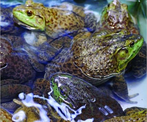 ˹ôţܲųִַʾֳʵü͹Ҫ