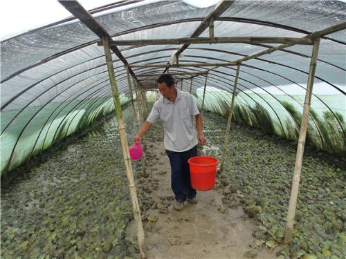 人工怎么饲养牛蛙才长得又大又肥具体养殖实用技术和管理要点介绍