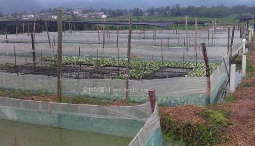 人工怎么饲养牛蛙才长得又大又肥具体养殖实用技术和管理要点介绍