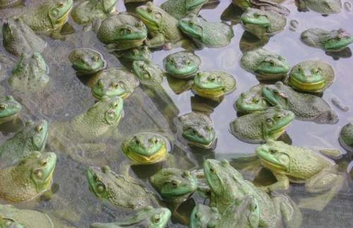 人工怎么饲养牛蛙才长得又大又肥具体养殖实用技术和管理要点介绍