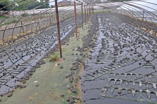 低成本人工牛蛙养殖场怎么建造整体规划一览图片?