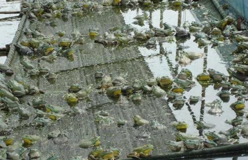 低成本人工牛蛙养殖场怎么建造整体规划一览图片?