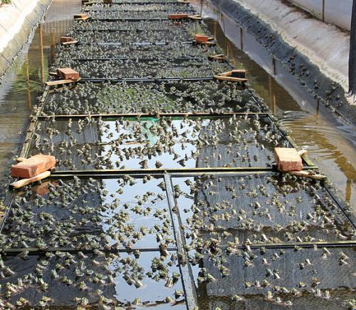 低成本人工牛蛙养殖场怎么建造整体规划一览图片?