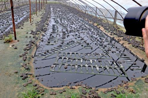 ͳɱ˹ţֳô滮һͼƬ