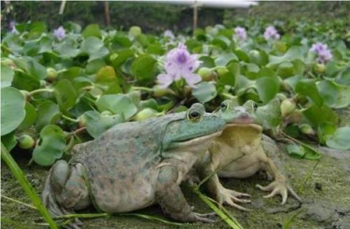 低成本人工牛蛙养殖场怎么建造整体规划一览图片?