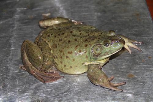 低成本人工牛蛙养殖场怎么建造整体规划一览图片?