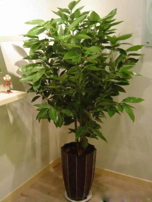 ƽ����Ҷ�Ӵ������Ϸ�����ô���¾���ԭ�����, Ҷ�ӷ��ƽ����ʩ